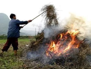 你年年都想燒的秸稈，今年可以吃票子了！